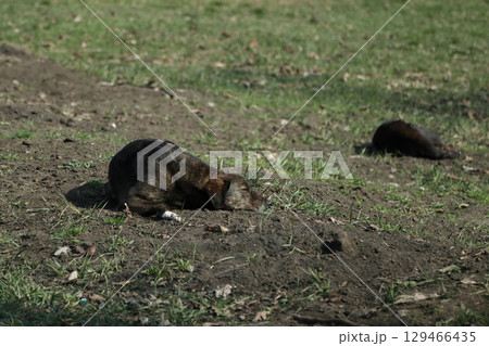 A stray dog is resting on the lawn. A stray dog is resting on the lawn. 129466435