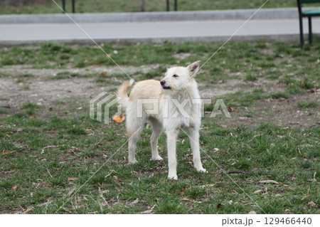 A stray dog is resting on the lawn. A stray dog is resting on the lawn. 129466440