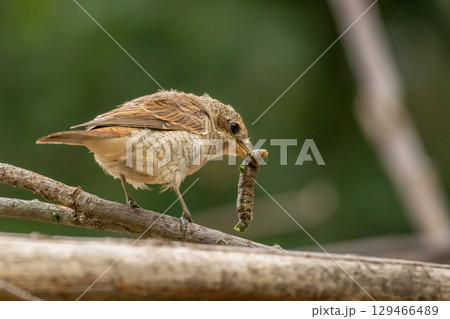 Red-backed shrike with a prey in the beak Red-backed shrike with a prey in the beak 129466489