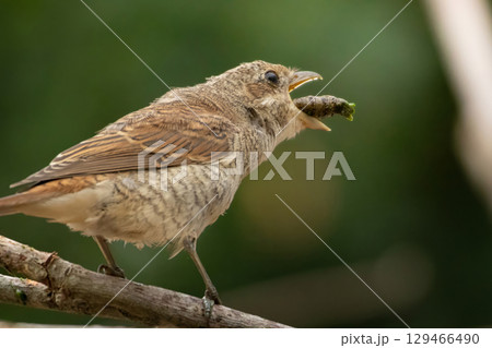 Red-backed shrike with a prey in the beak Red-backed shrike with a prey in the beak 129466490