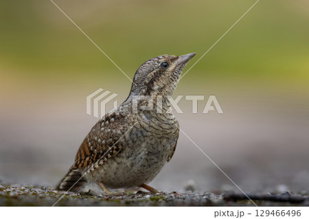Eurasian wryneck.  A bird sits on a ground  against a beautiful  background Eurasian wryneck.  A bird sits on a ground  against a beautiful  background 129466496
