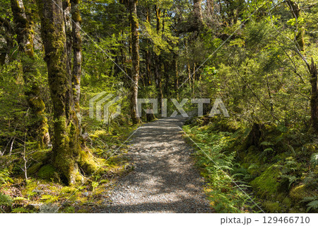 ニュージーランド　アーサーズ・パス国立公園のドブソン・ネイチャー・ウォークの森の中の風景 129466710