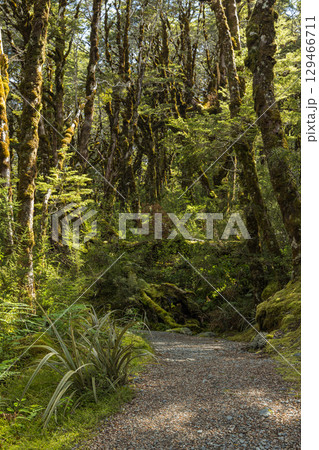 ニュージーランド　アーサーズ・パス国立公園のドブソン・ネイチャー・ウォークの森の中の風景 129466711