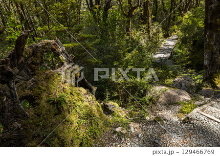 ニュージーランド　アーサーズ・パス国立公園のドブソン・ネイチャー・ウォークの森の中の風景 129466769