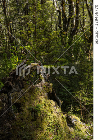 ニュージーランド　アーサーズ・パス国立公園のドブソン・ネイチャー・ウォークの森の中の風景 129466770