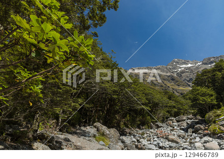 ニュージーランド アーサーズ・パス国立公園のビーリー・バレー・トラックから見えるロールストン山 ニュージーランド アーサーズ・パス国立公園のビーリー・バレー・トラックから見えるロールストン山 129466789