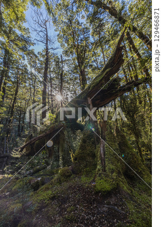 ニュージーランド　カンタベリー地方にあるアーサーズ・パス国立公園の森の中の風景 129466871