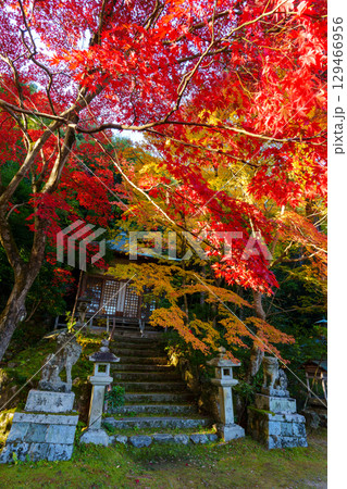 紅葉の護法堂弁財天 紅葉の護法堂弁財天 129466956