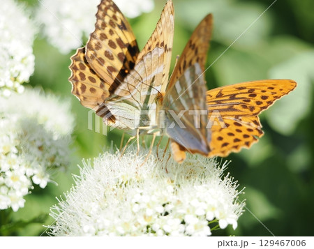 ヒョウモンチョウの恋のダンス 129467006