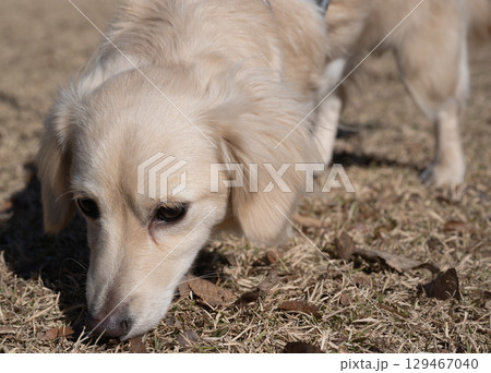 地面の匂いを嗅ぐ白い犬 129467040