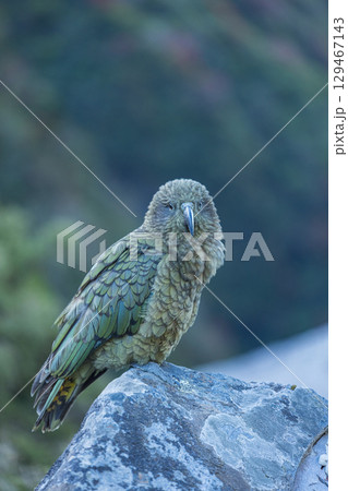 ニュージーランド　カンタベリー地方にあるアーサーズ・パス国立公園にいる野鳥のケア（ミヤマオウム） 129467143