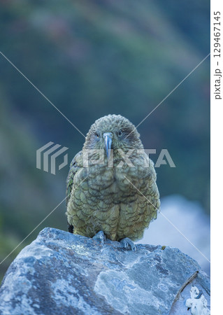ニュージーランド　カンタベリー地方にあるアーサーズ・パス国立公園にいる野鳥のケア（ミヤマオウム） 129467145