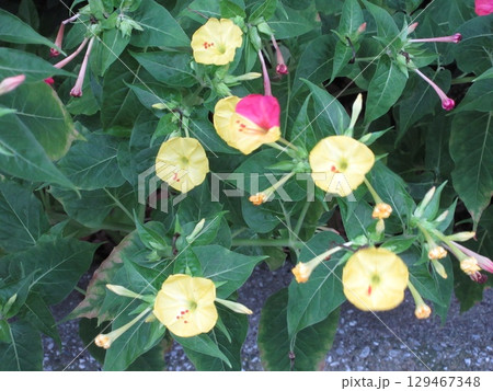 黄色と赤のオシロイバナ 129467348