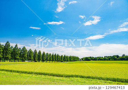 高島市マキノ町の名所メタセコイア並木　滋賀県 129467413