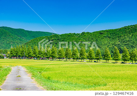 高島市マキノ町の名所メタセコイア並木　滋賀県 129467416