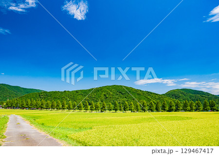 高島市マキノ町の名所メタセコイア並木 滋賀県 高島市マキノ町の名所メタセコイア並木 滋賀県 129467417