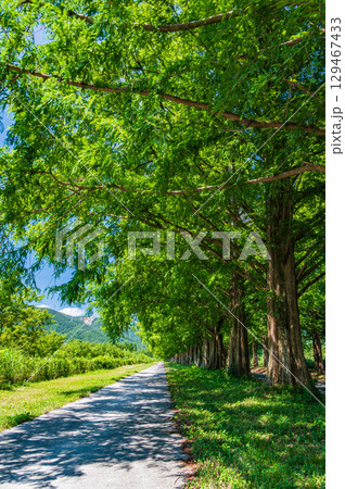 高島市マキノ町の名所メタセコイア並木 滋賀県 高島市マキノ町の名所メタセコイア並木 滋賀県 129467433