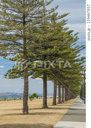 ニュージーランド ホークスベイ地方のネイピア・ビーチの風景 ニュージーランド ホークスベイ地方のネイピア・ビーチの風景 129467857