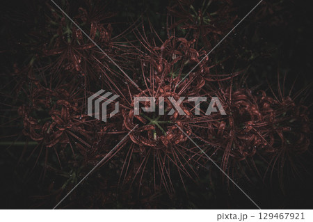 雨上がりの曼珠沙華　埼玉県日高市巾着田 129467921