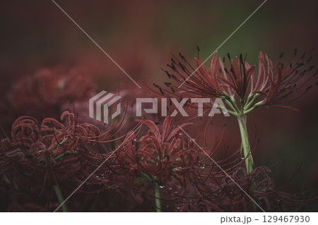 雨上がりの曼珠沙華　埼玉県日高市巾着田 129467930