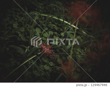 雨上がりの曼珠沙華　埼玉県日高市巾着田 129467946