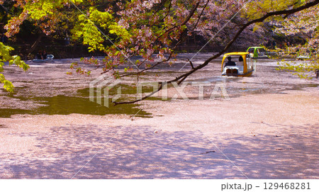 桜が埋め尽くす井の頭公園 桜が埋め尽くす井の頭公園 129468281