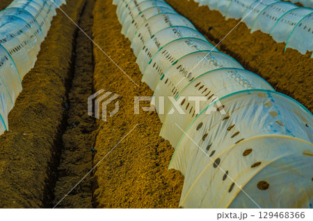 農地のビニールトンネル 129468366