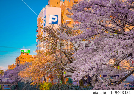 夕陽に染まる多摩センターの桜 129468386