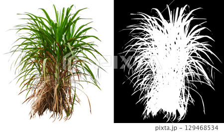 single sugar plant single sugar plant 129468534