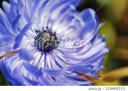 花弁が紫色い綺麗な花　花の名称は不明ですが、アネモネかもしれません 129468553