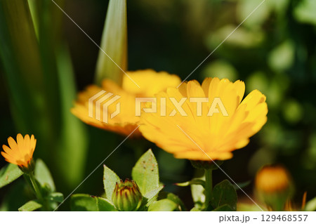 花弁が黄色い綺麗な花　花の名称は不明ですが、トウキンセンカかもしれません 129468557