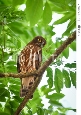 神社の鎮守の森や身近な公園でも見られる人気のあるかわいらしいフクロウの仲間、アオバズク 神社の鎮守の森や身近な公園でも見られる人気のあるかわいらしいフクロウの仲間、アオバズク 129468607