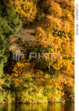 円良田湖畔の紅葉と水面の映り込み 埼玉県寄居町 129468751
