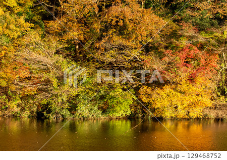 円良田湖畔の紅葉と水面の映り込み 埼玉県寄居町 円良田湖畔の紅葉と水面の映り込み 埼玉県寄居町 129468752