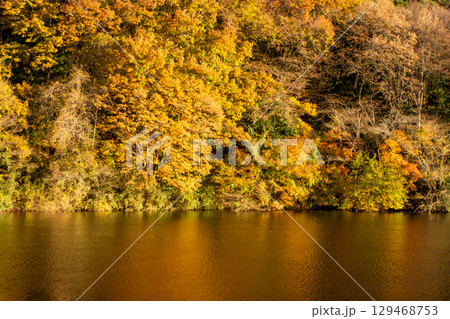 円良田湖畔の紅葉と水面の映り込み 埼玉県寄居町 円良田湖畔の紅葉と水面の映り込み 埼玉県寄居町 129468753