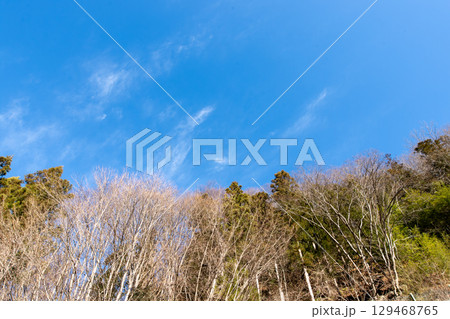 冬の木立と澄み渡る青空の風景 冬の木立と澄み渡る青空の風景 129468765