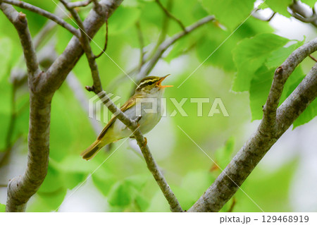 身近な公園や初夏の高原で出会える小さなかわいらしい野鳥、夏鳥のセンダイムシクイ 129468919
