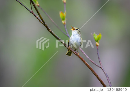 身近な公園や初夏の高原で出会える小さなかわいらしい野鳥、夏鳥のセンダイムシクイ 129468940