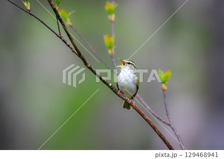 身近な公園や初夏の高原で出会える小さなかわいらしい野鳥、夏鳥のセンダイムシクイ 129468941