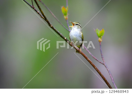 身近な公園や初夏の高原で出会える小さなかわいらしい野鳥、夏鳥のセンダイムシクイ 129468943