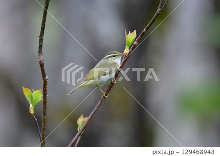 身近な公園や初夏の高原で出会える小さなかわいらしい野鳥、夏鳥のセンダイムシクイ 129468948