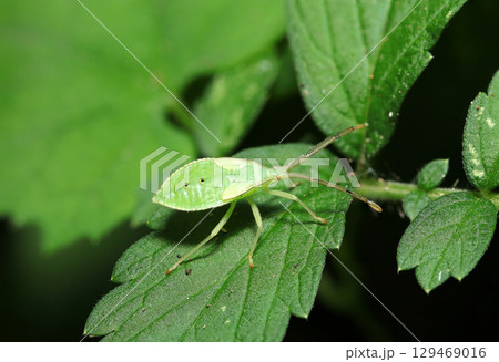 成虫とは異なり鮮やかな緑色のハラビロヘリカメムシ属幼虫(自然環境下昆虫類マクロ撮影) 成虫とは異なり鮮やかな緑色のハラビロヘリカメムシ属幼虫(自然環境下昆虫類マクロ撮影) 129469016