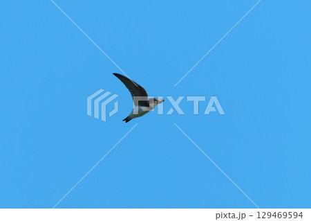 飛んでるショウドウツバメ 129469594