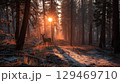 Majestic deer standing on a forest path illuminated by golden sunlight filtering through tall trees 129469710