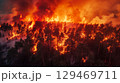 Forest engulfed in flames during wildfire, showcasing intense fire and smoke, highlighting the devastating impact 129469711