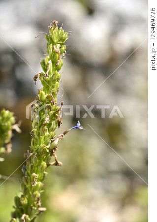 Wulfenia 129469726