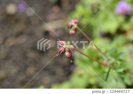 Cambridge Cransesbill 129469727
