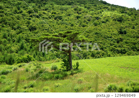 夏の草原のある風景 129469849