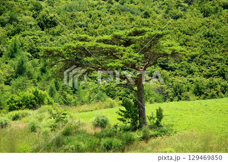夏の草原のある風景 129469850