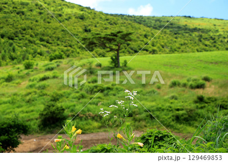 夏の草原のある風景 129469853